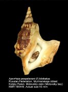 Aporrhais pespelecani (f) bilobatus (7)